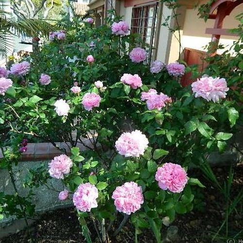 Světle růžová - Stromkové růže s květy anglických růží - stromková růže s keřovitým tvarem koruny